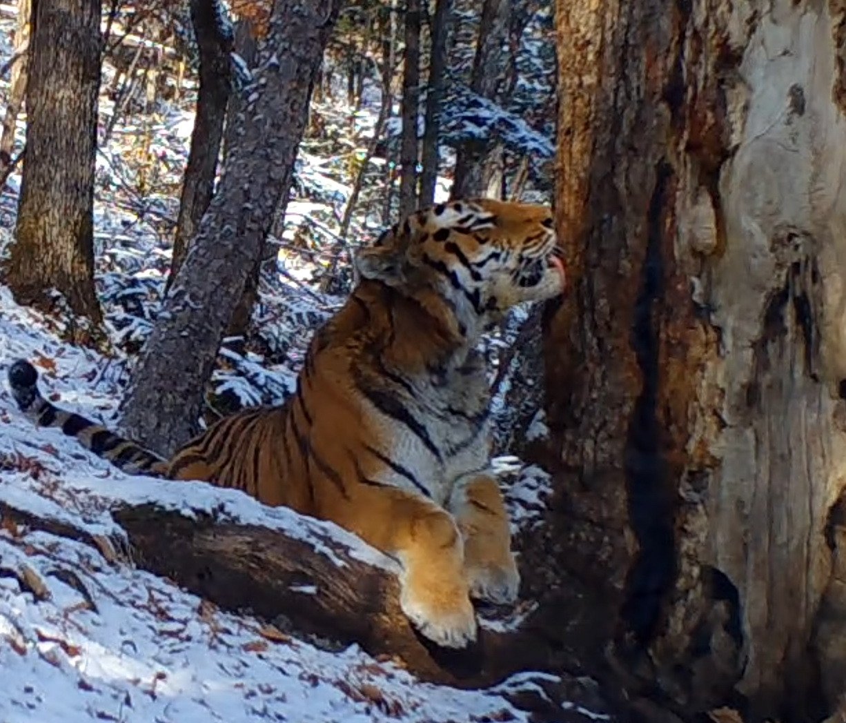 Влюбился в дерево: редкая пихта покорила амурского тигра в заповеднике Приморья пресс-служба ФГБУ &quotЗемля лоепарда&quot