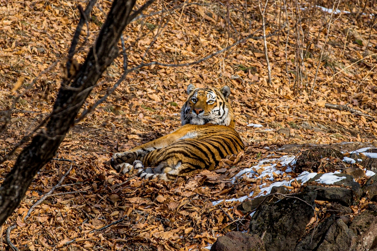 Заповедник, лес, тигр Мария Смитюк, ИА PrimaMedia