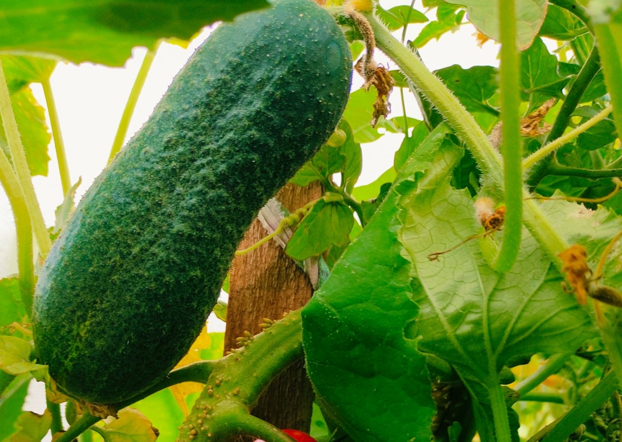 Огурцы Автора