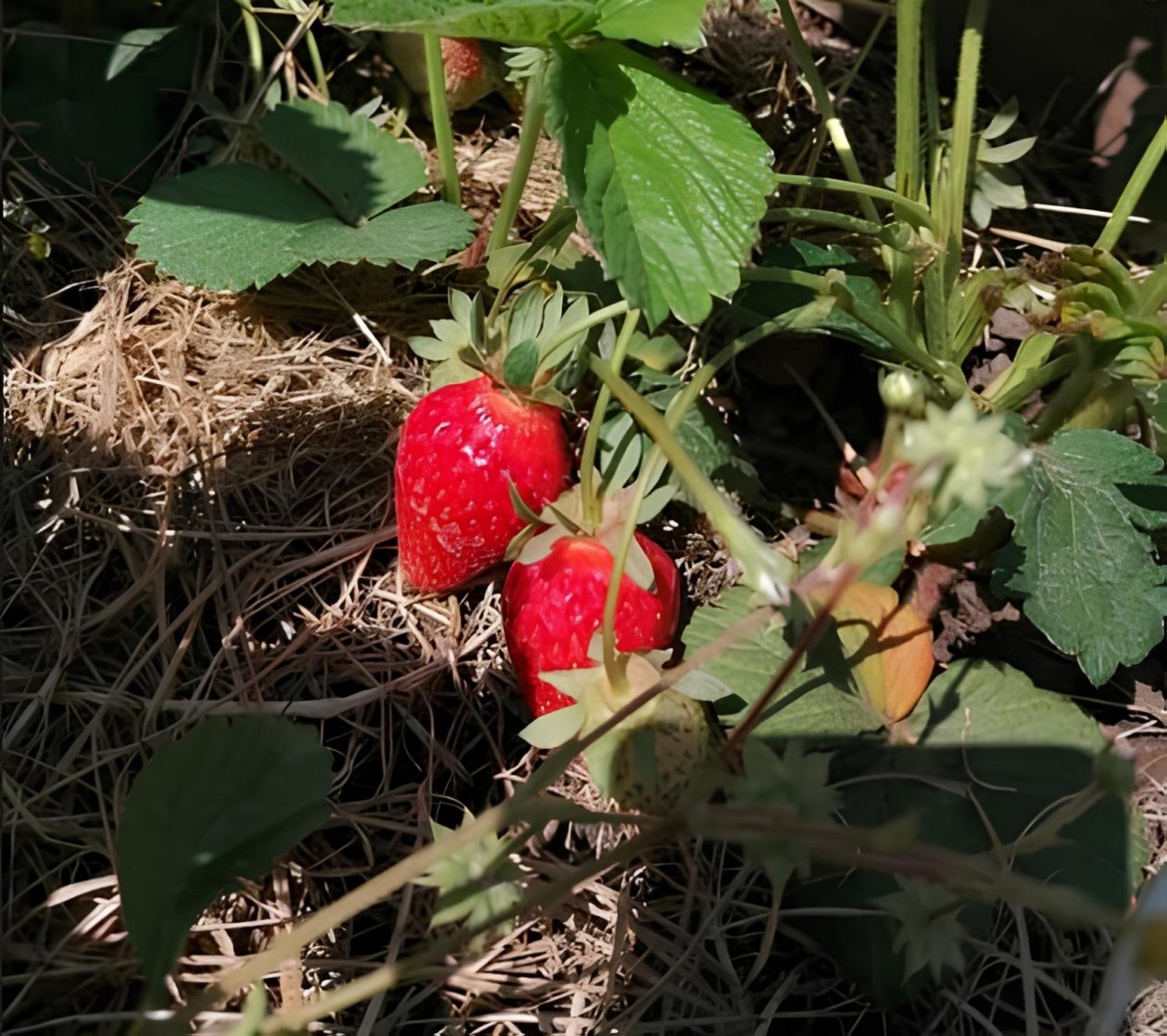 Вношу 1 ложку под клубнику - и куст завалит урожаем: ягоды крупные и сладкие - соседи спрашивают секрет Виктория Харченко, ИА PrimaMedia