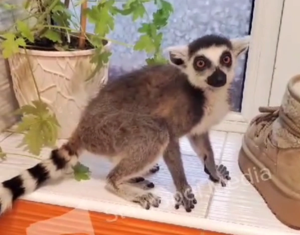 О судьбе спасённого прошлой зимой лемура, рассказала зоозащитница из Ставрополя Из архива Ирины Газарян
