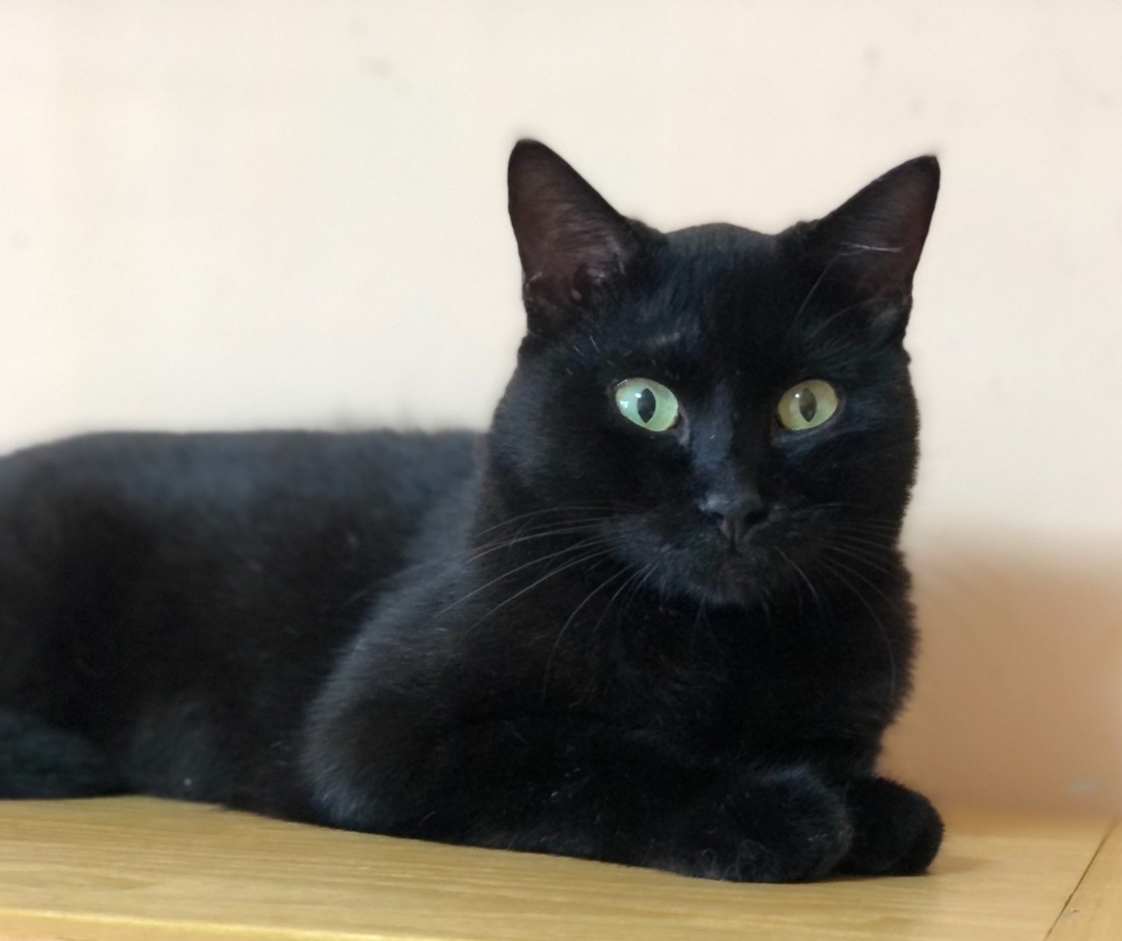 Черныш Из архива Е. Воиновой