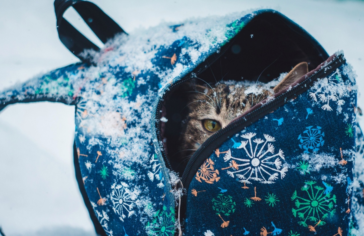 Тематическое фото ИА OmskMedia