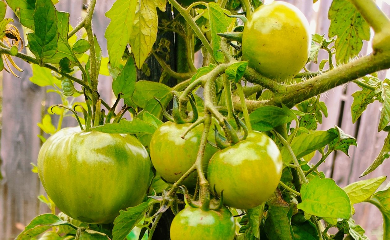 Томаты Автора