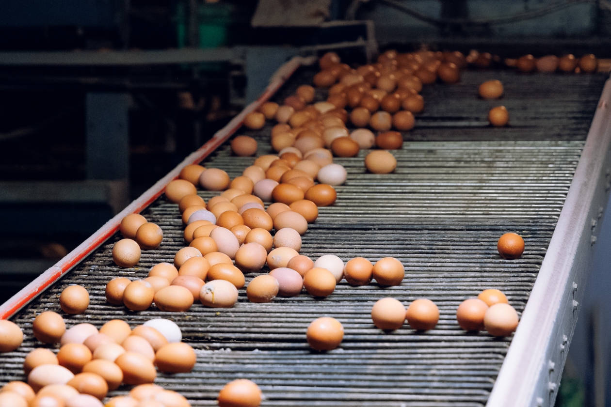 курица, яйца, яйцо, птицефабрика, яйцефабрика Евгений Кулешов, ИА PrimaMedia