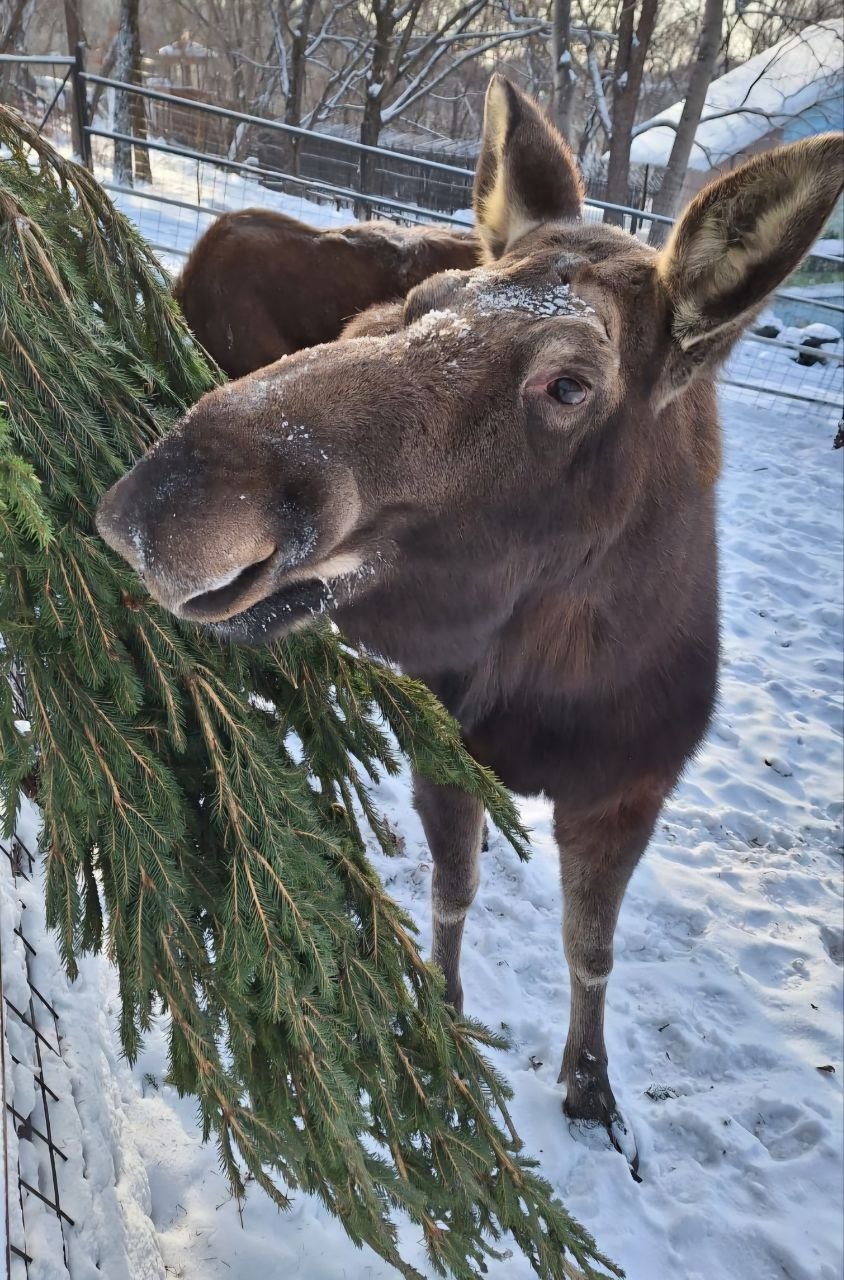 Тематическое фото Зоосад им. Сысоева