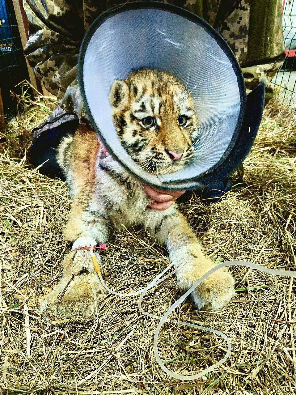 Тигрёнок Центр &quotАмурский тигр&quot