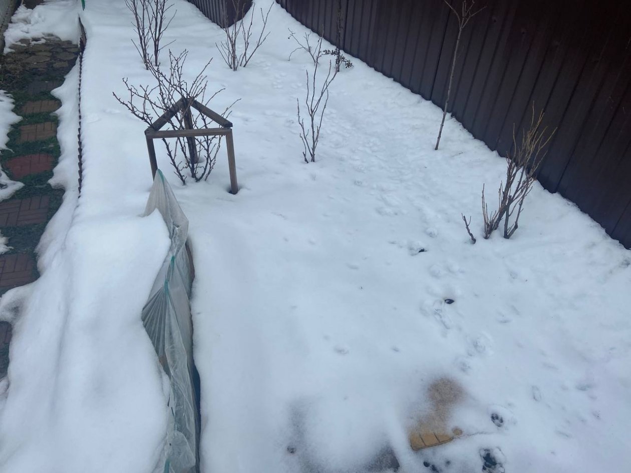 Счищать снег с крыши теплицы или нет: в вечном споре дачников поставлена точка ИА StavropolMedia