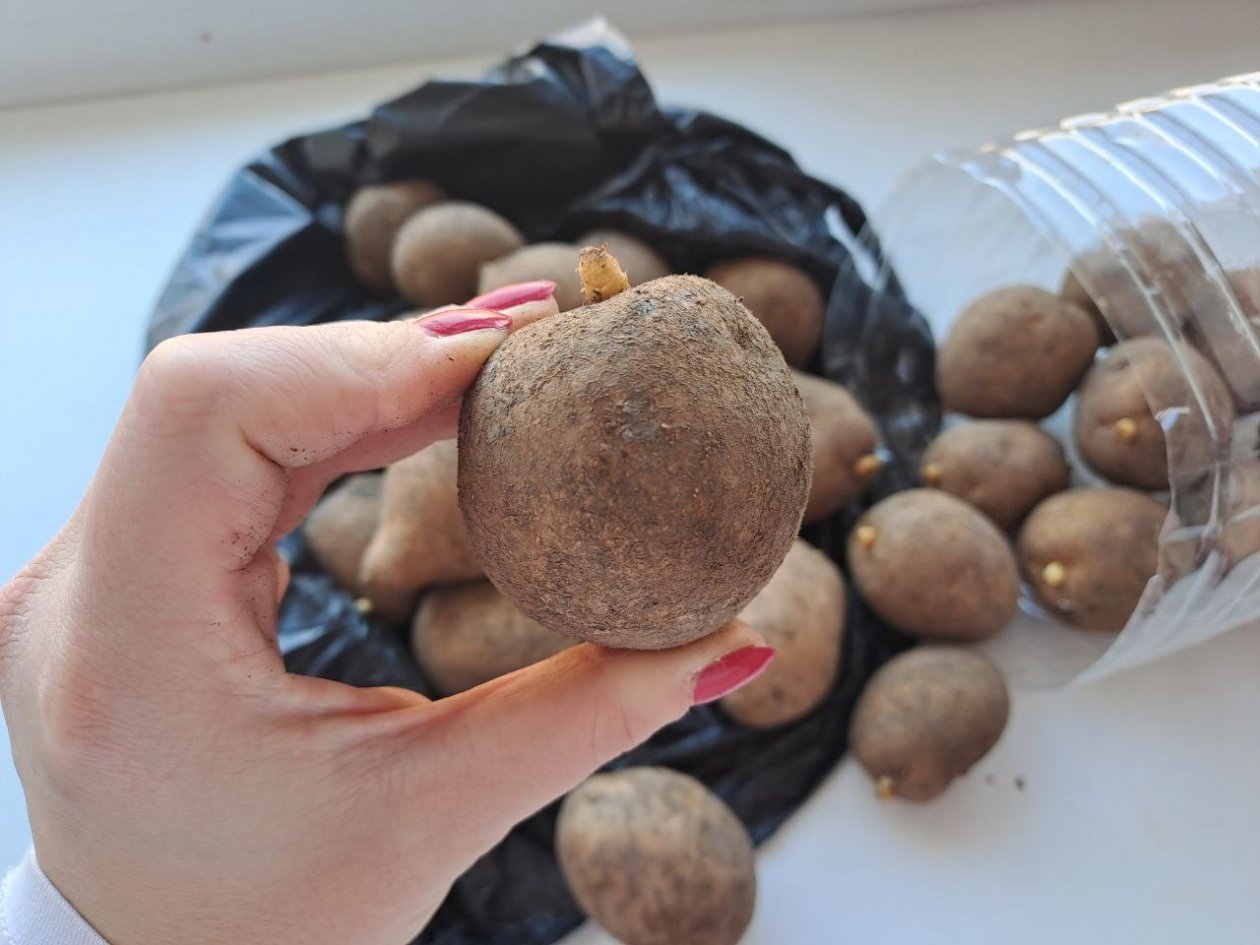 Не выхожу из дома без картофеля в кармане: заменяет аптечку, пятновыводитель и страховку от бедности Ольга Долгополова, ИА UssurMedia