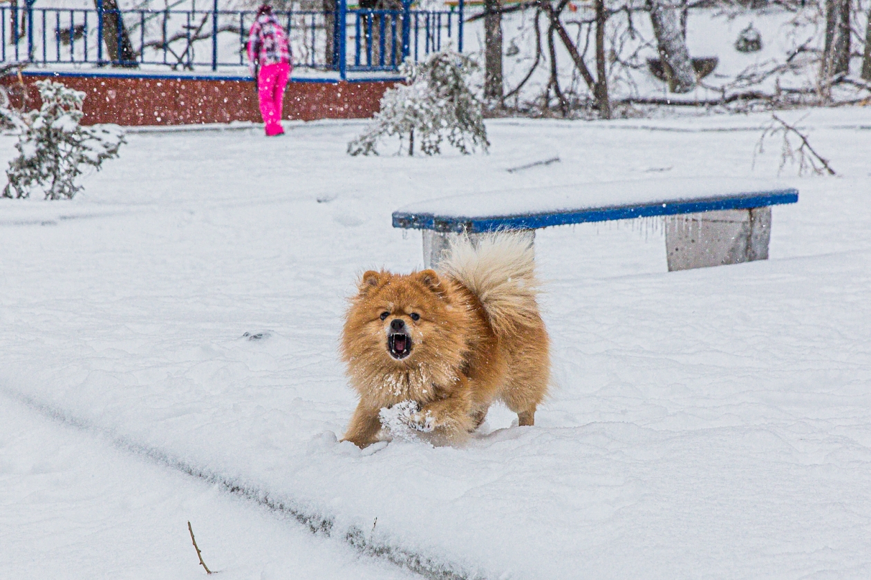 снегопад, снег, зима, собака Мария Смитюк, ИА PrimaMedia