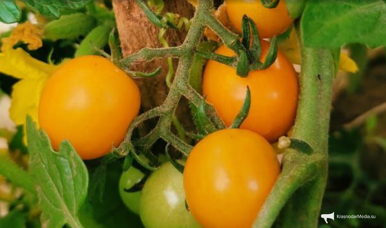 томаты ИА KrasnodarMedia