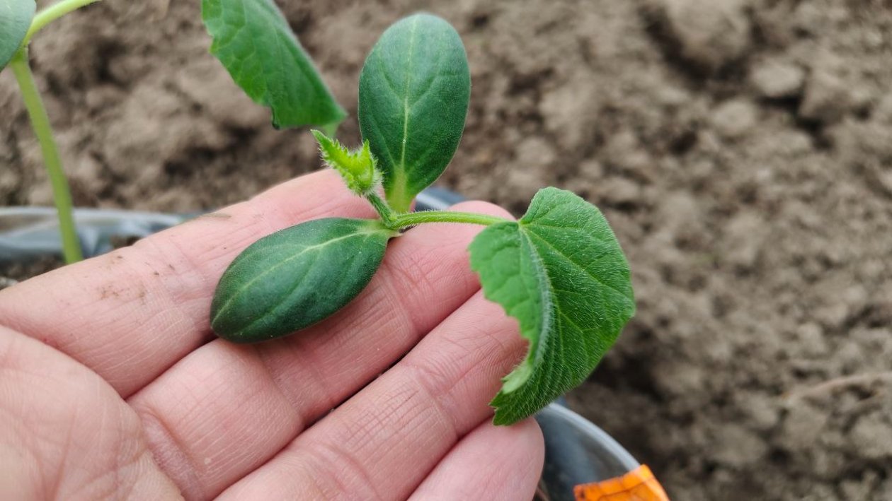 Огурцы Автора