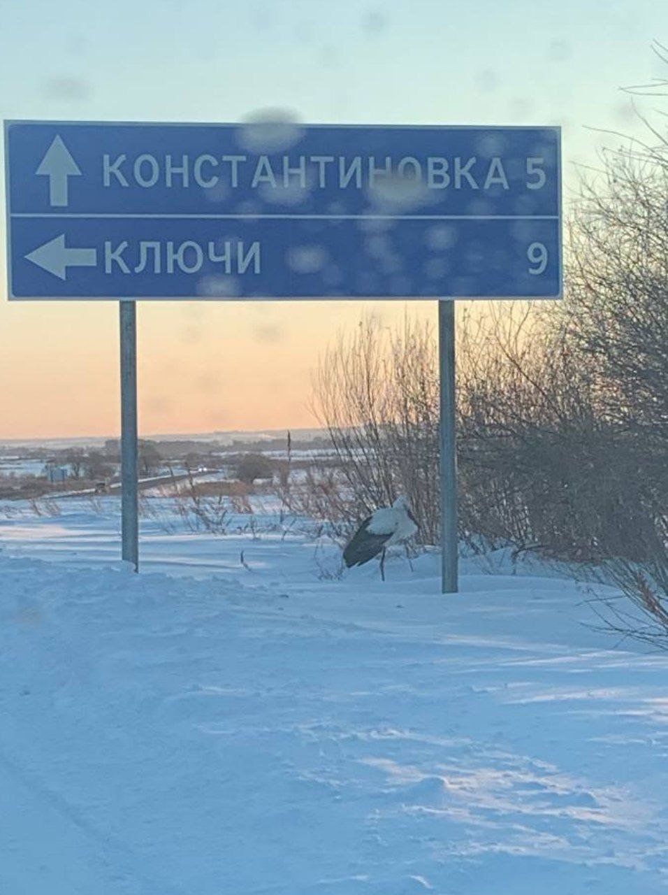 телеграм-канал @amur_birds (18+)