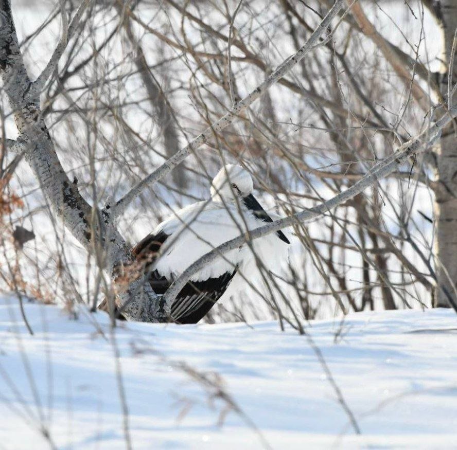 Молодой дальневосточный аист остался зимовать в Константиновском районе телеграм-канал @amur_birds (18+)
