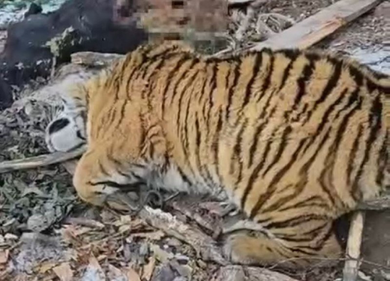Скриншот видеозаписи. Тигр обездвижен тг-канал (18+) правительства Приморского края