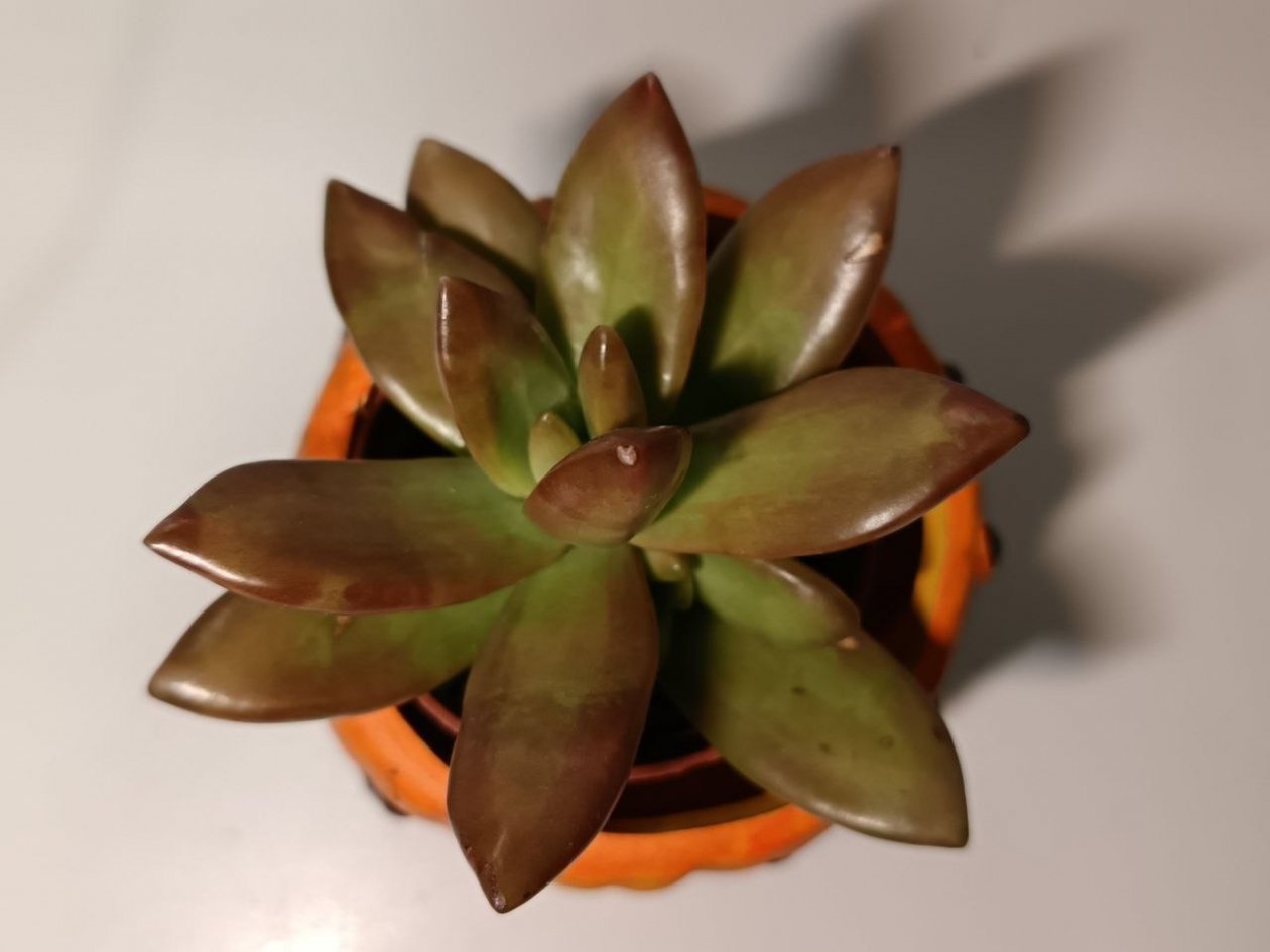 Суккулент ушел в спячку: что делать, если на растениях пожелтели листья - зимний алгоритм ИА StavropolMedia