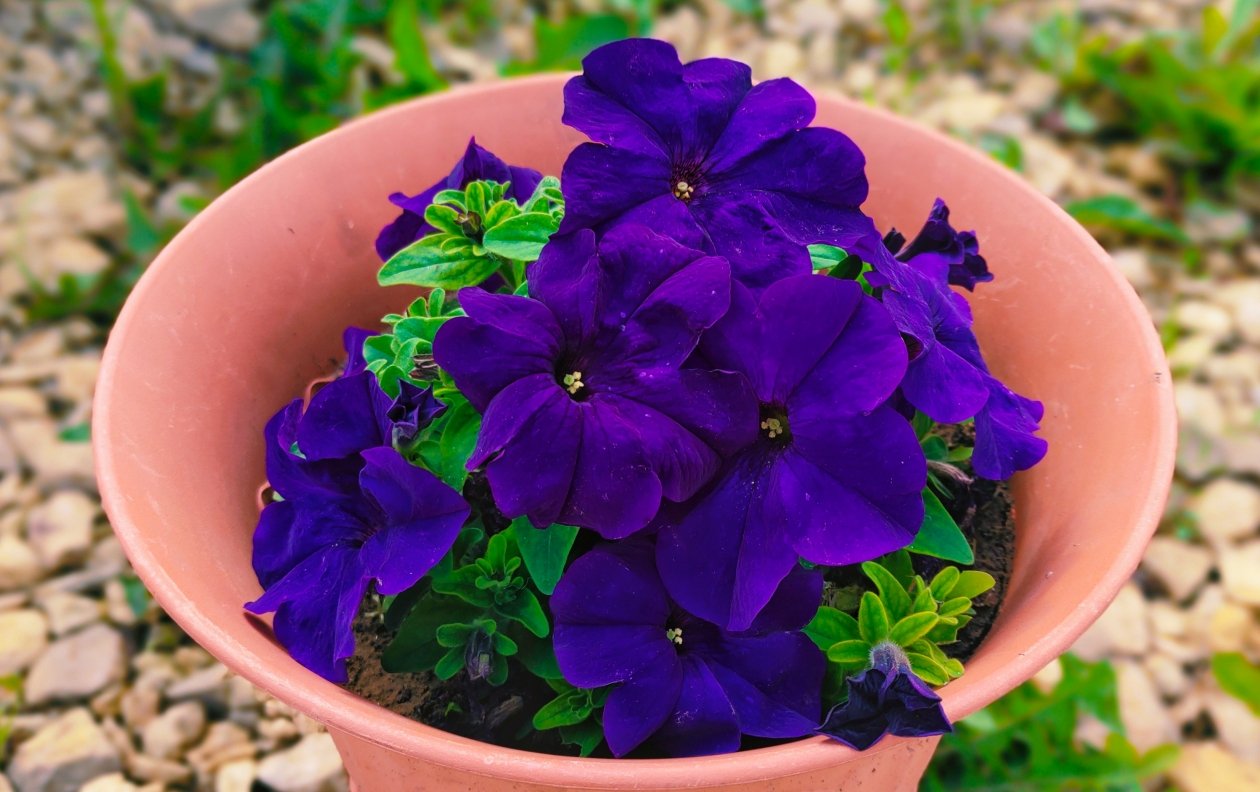 Петуния Автора