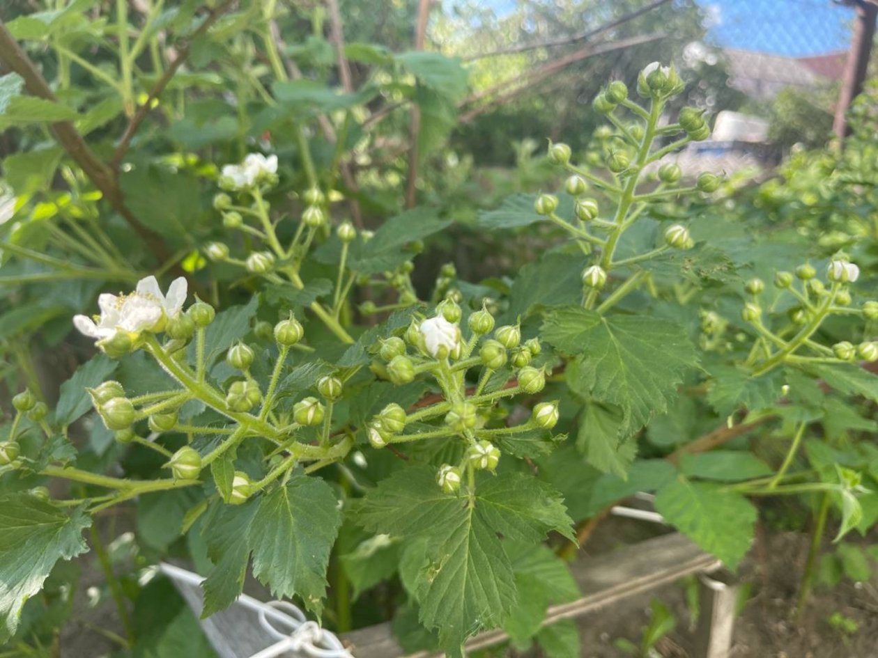 Ежевика Автора