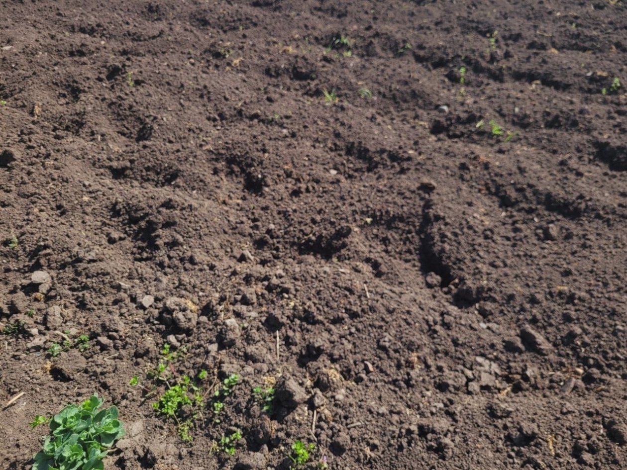 1 ложка вместо тонны навоза: повышаю плодородие почвы только так - и собираю богатый урожай фото автора