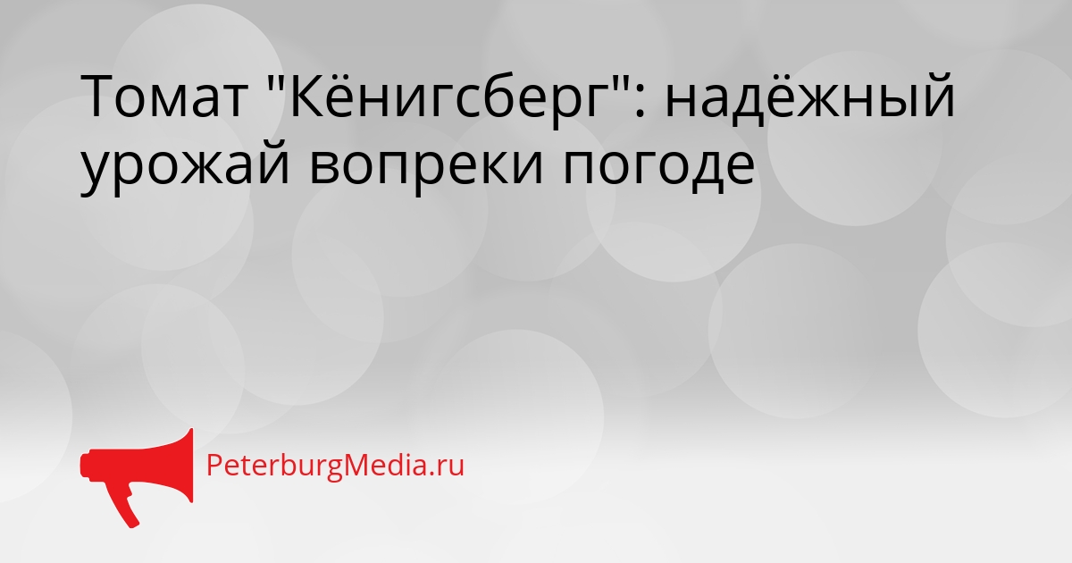 Томат &quotКёнигсберг&quot: надёжный урожай вопреки погоде Сгенерировано