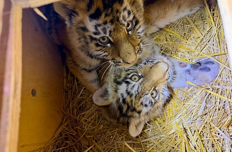 Тигрята Иван Хоботнев, Светлана Сутырина