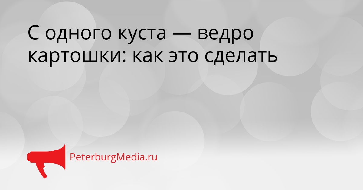 С одного куста — ведро картошки: как это сделать Сгенерировано