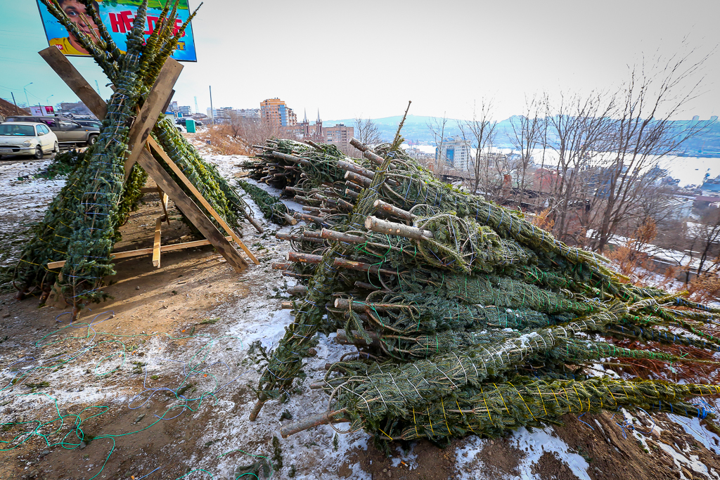 Живые ёлки Антон Балашов