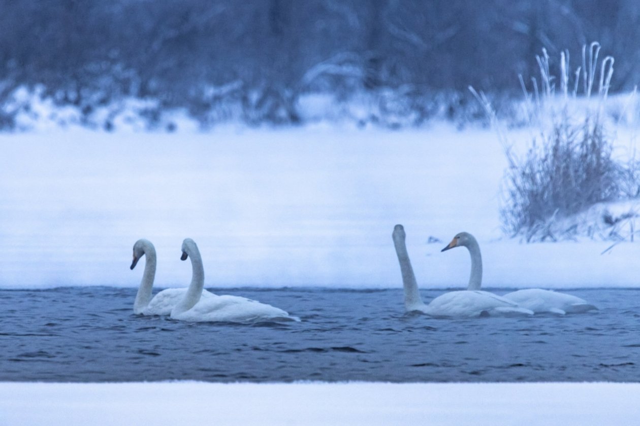 Стая лебедей-кликунов поселилась в полыньях в одном из регионов России Тг-канал (18+) &quotАстроФотоБолото/ Атмосферное&quot
