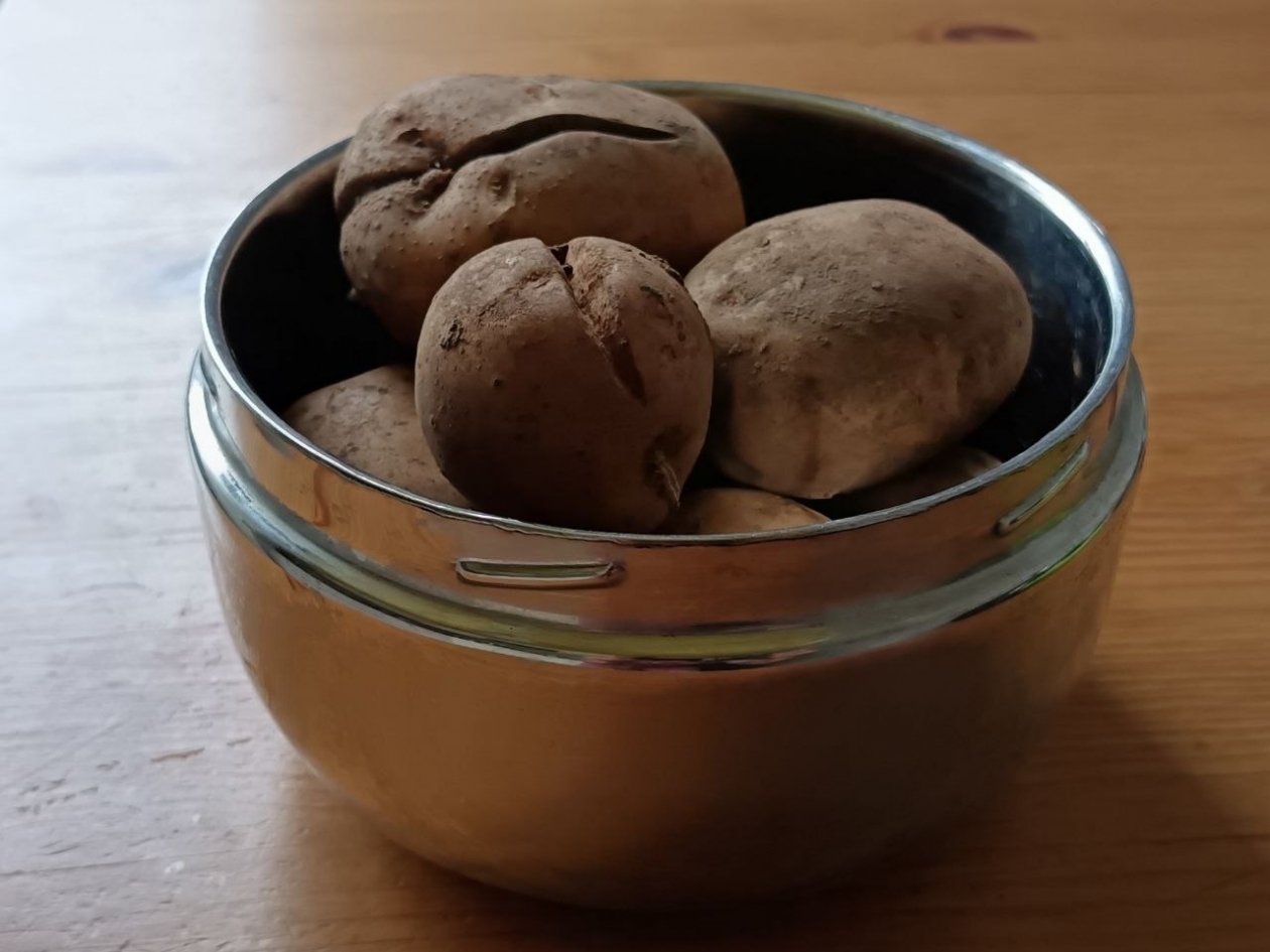 Не картошка, а разочарование: пюре с комками, половину урожая съела фитофтора - крайне неудачные сорта ИА StavropolMedia