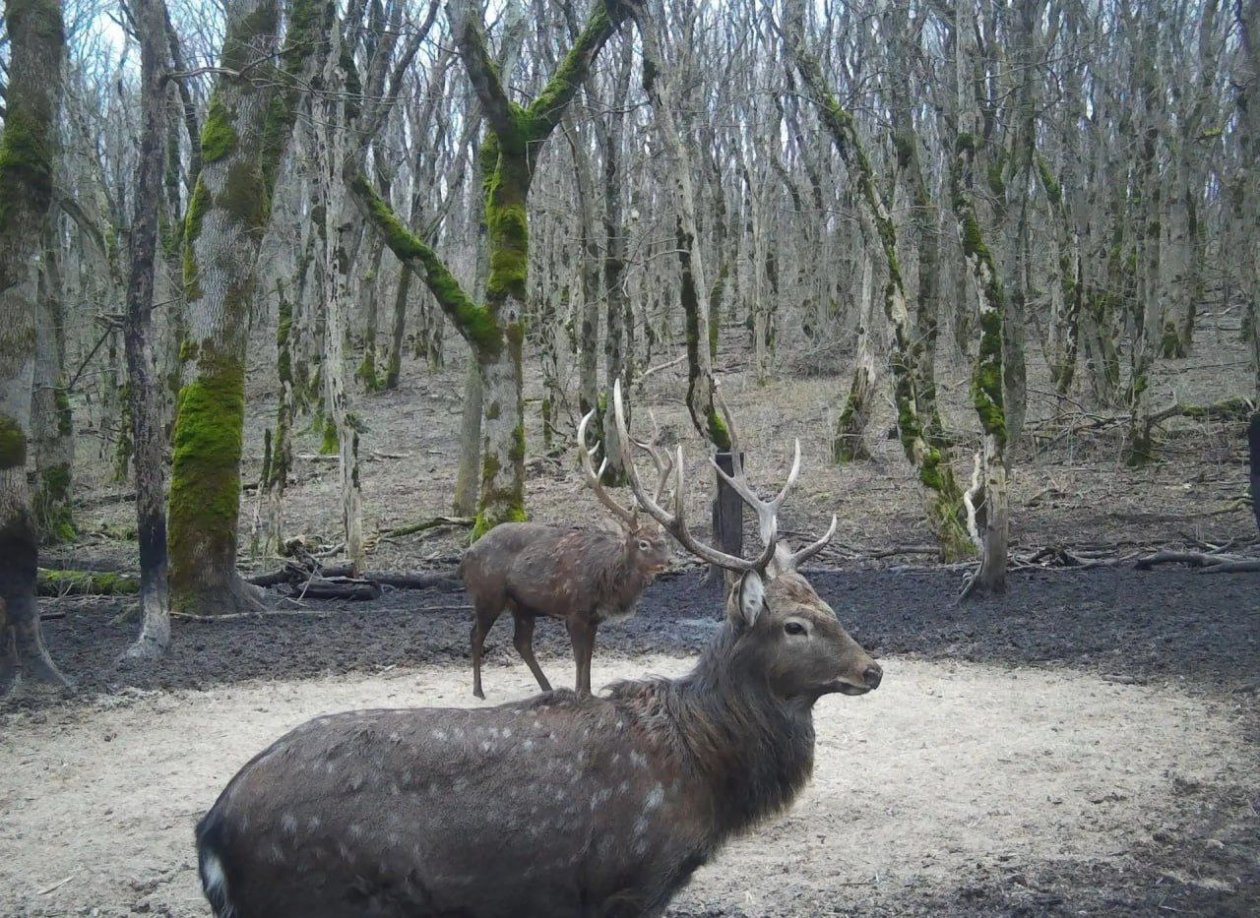 Пятнистые олени попали в объектив фотоловушки на Ставрополье Минприроды Ставрополья
