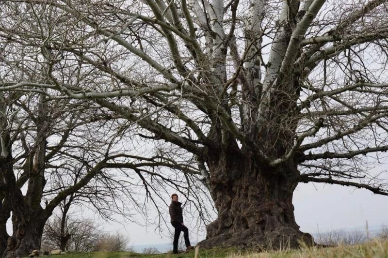 Древний &quotбаобаб&quot со Ставрополья претендует на звание &quotДерево года&quot Минприроды Ставрополья