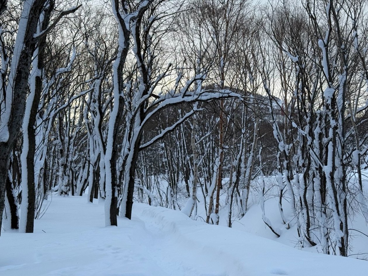 Зимний лес ИА KamchatkaMedia