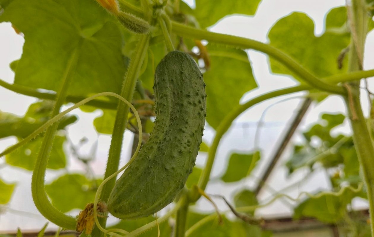 Огурцы Автора