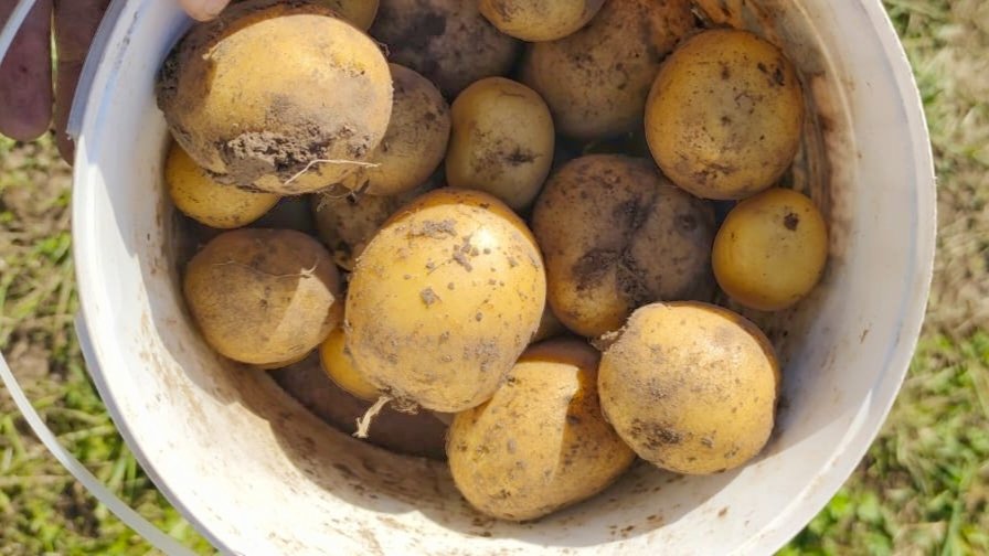 Картофель Автора