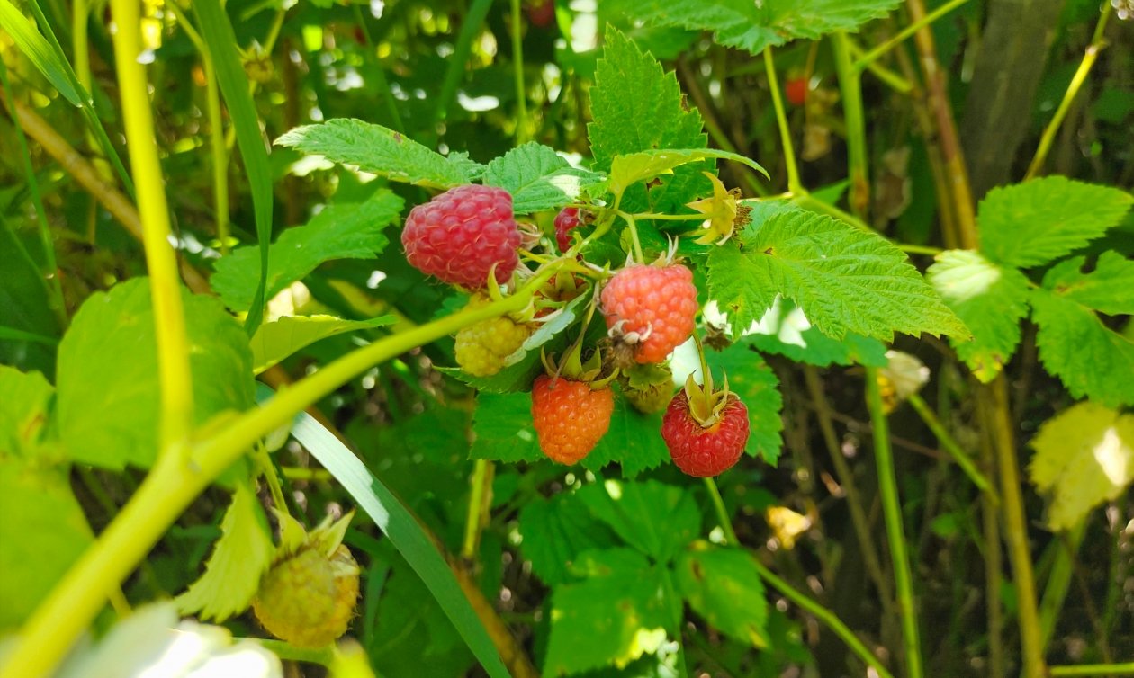 Малина Автора