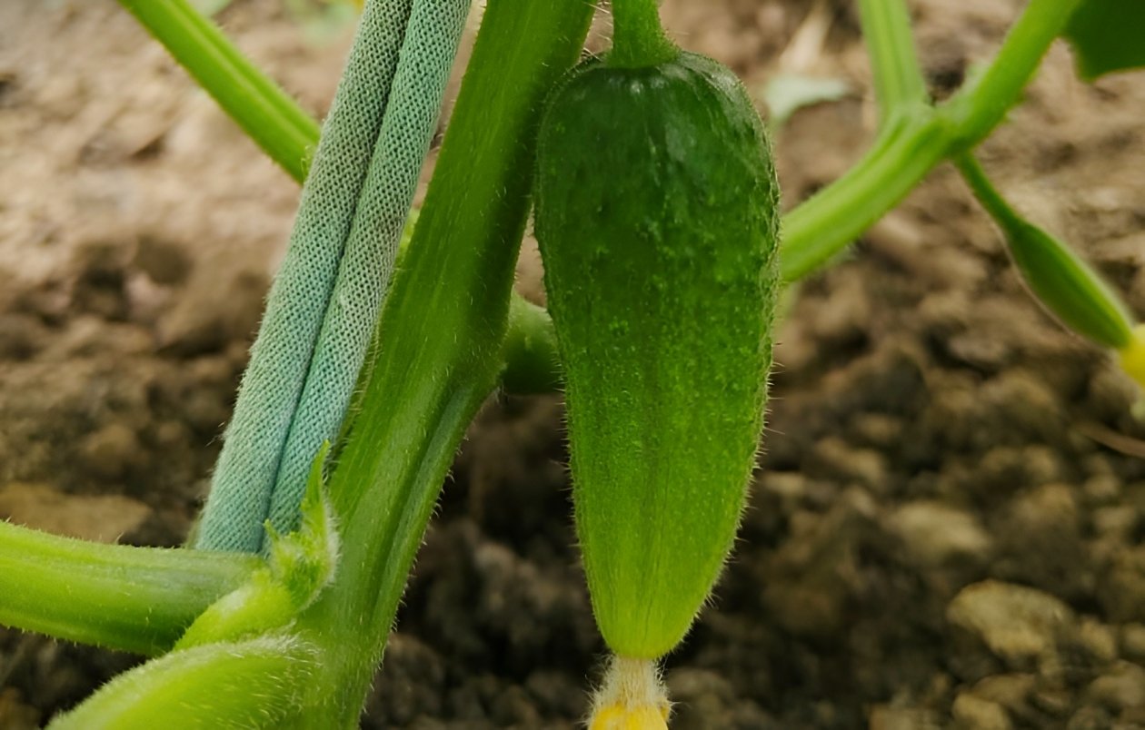 Огурцы Автора