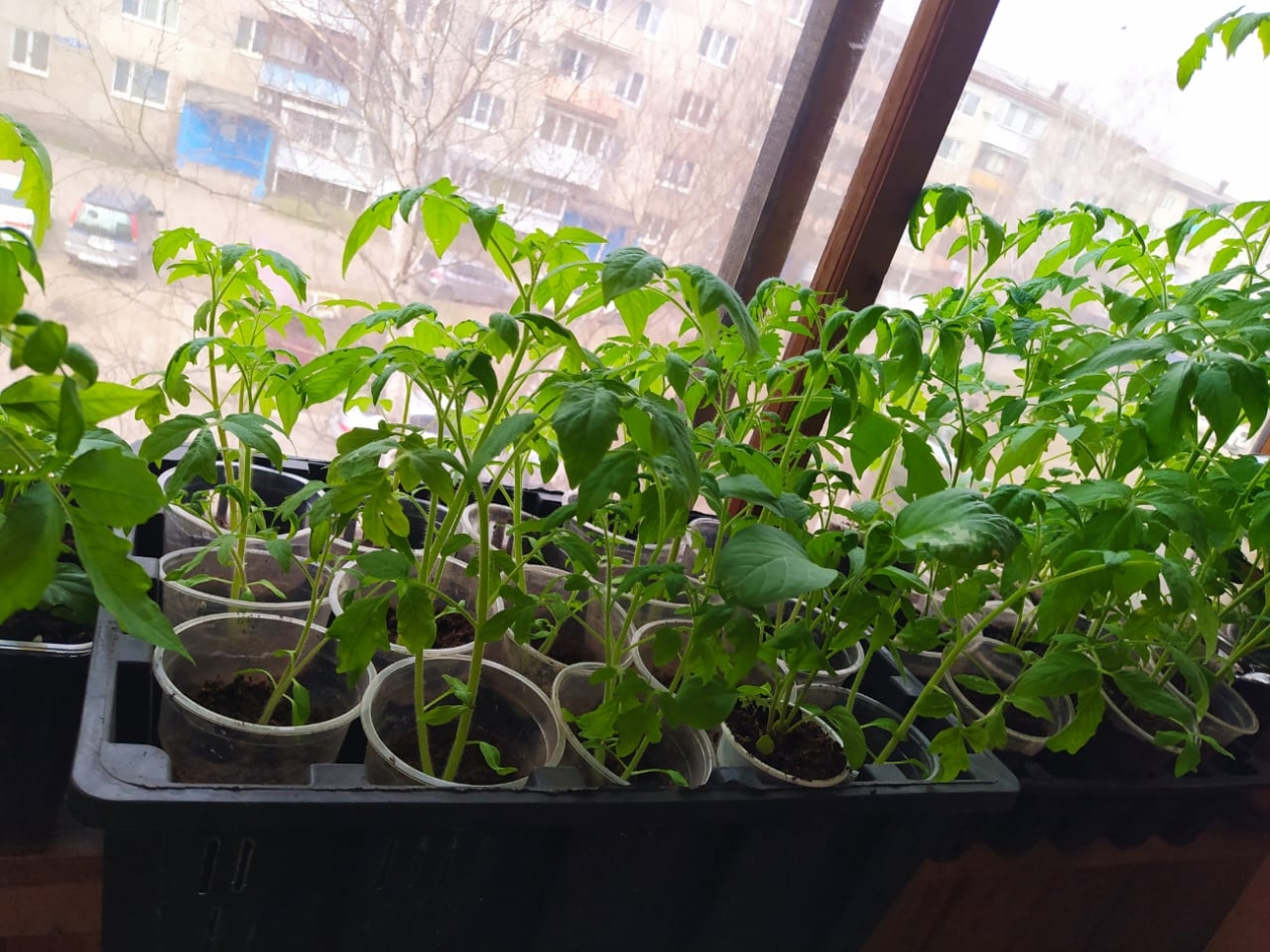 Беру эту тару - и рассада прет как на дрожжах: забыла о чахлых ростках и плесени на подоконнике ИА PriamurMedia, Елена Гиневская