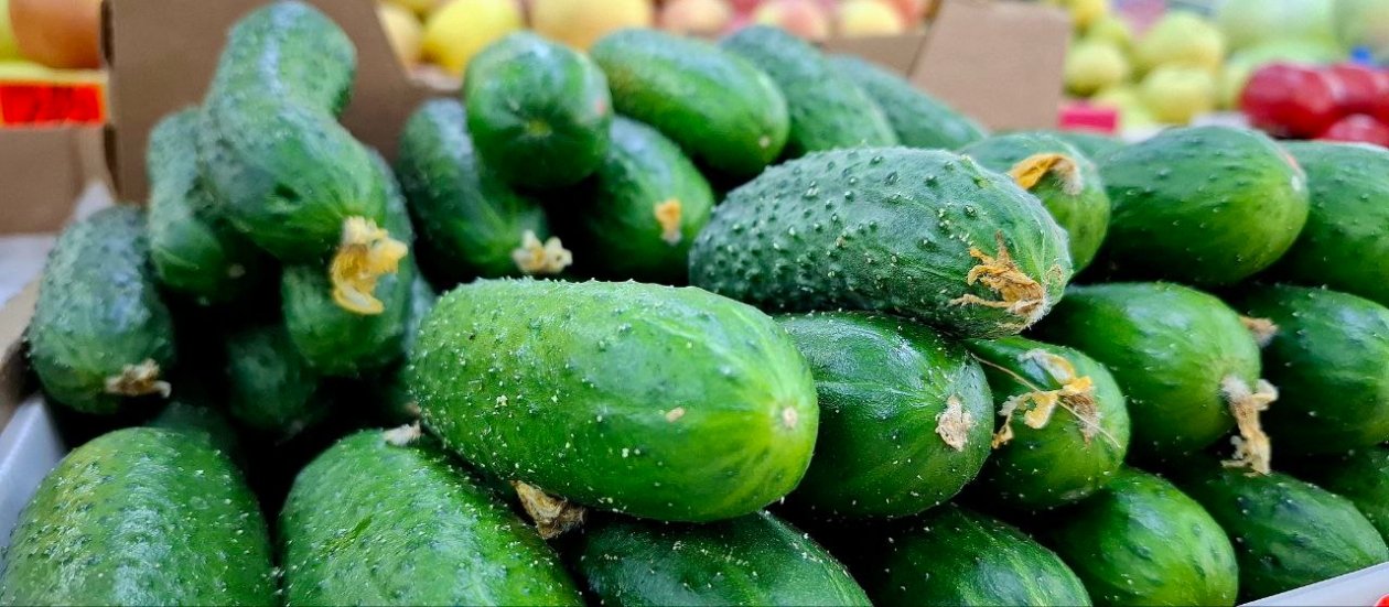 Сажаю эти корнишоны - и получаю до 13 кг с метра: плоды хрустящие, не болеют фото автора