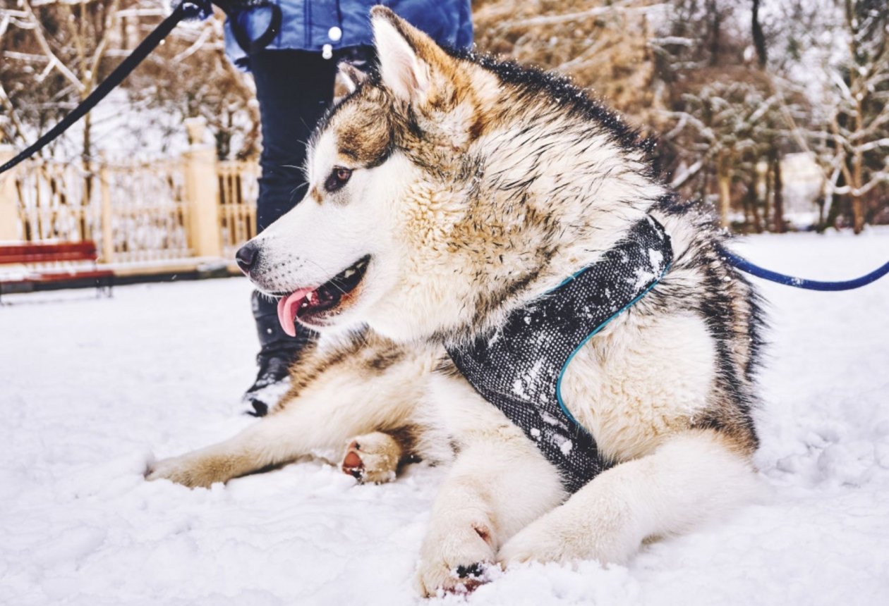 Тематическое фото pxhere.com