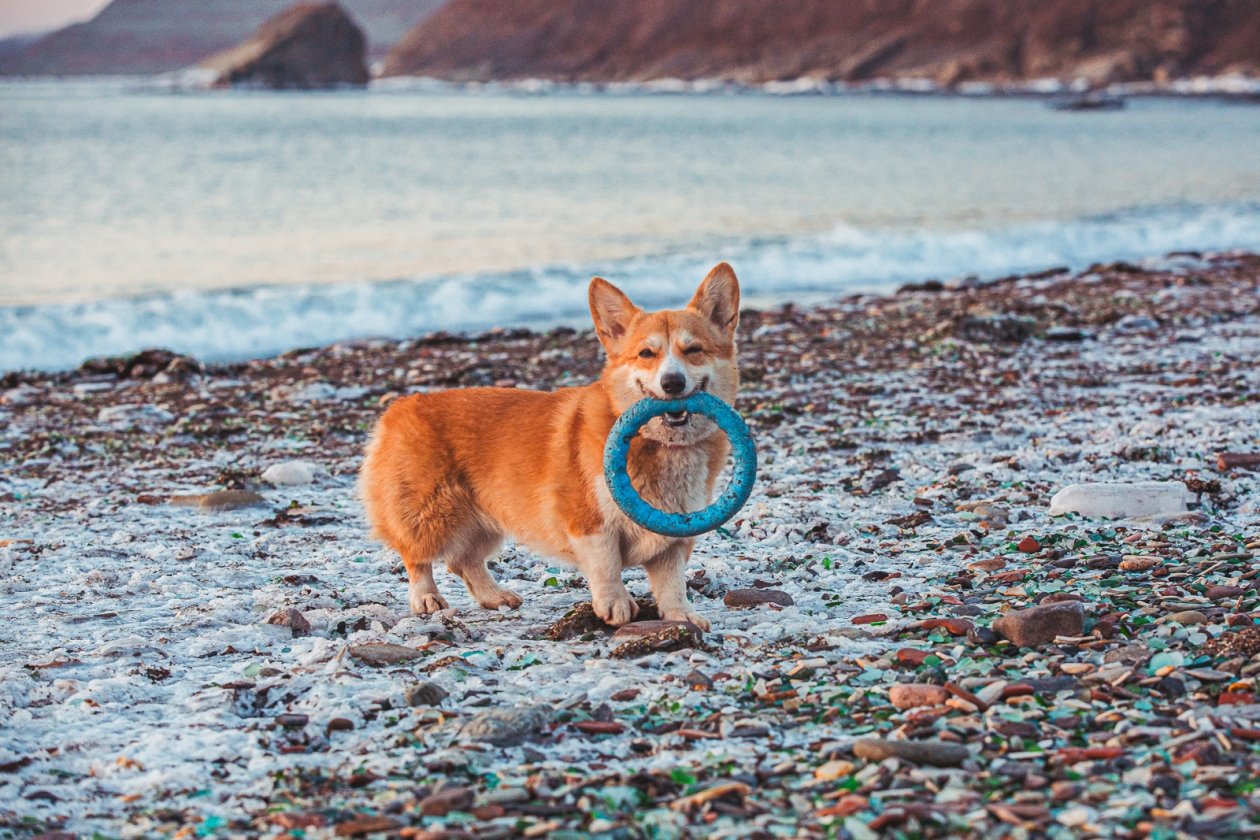 зима, погода, бухта Стеклянная, собака, корги Мария Смитюк, ИА PrimaMedia.ru