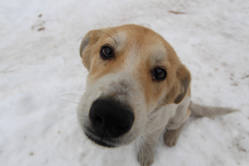 Не воюю с собакой из-за таблеток: всего один жест, и даже самое горькое лекарство проглочено без стресса Евгения Микушина, ИА UssurMedia