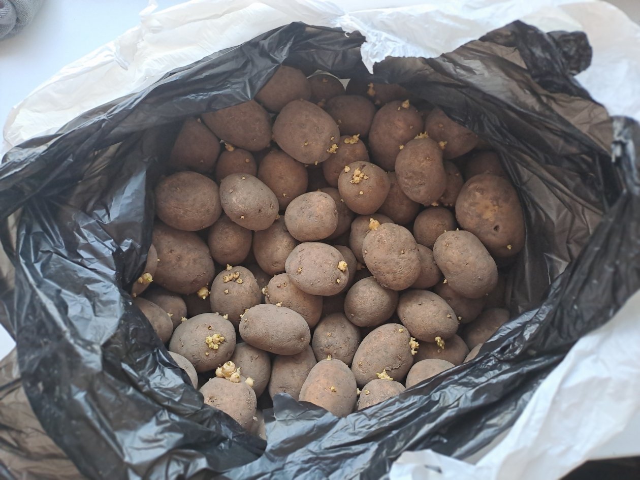 Картофель на посадку Ольга Долгополова, ИА UssurMedia