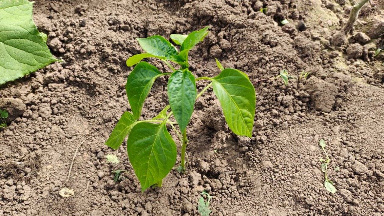 Перец Автора