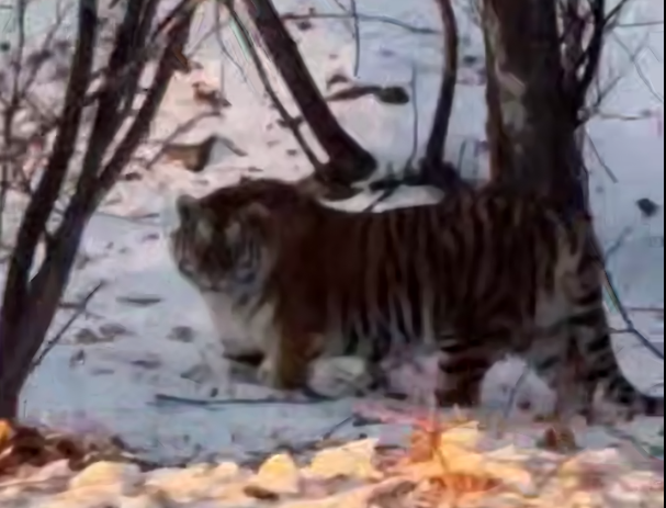 Скриншот тг-канал &quotNovosti_primorye25&quot (18+)