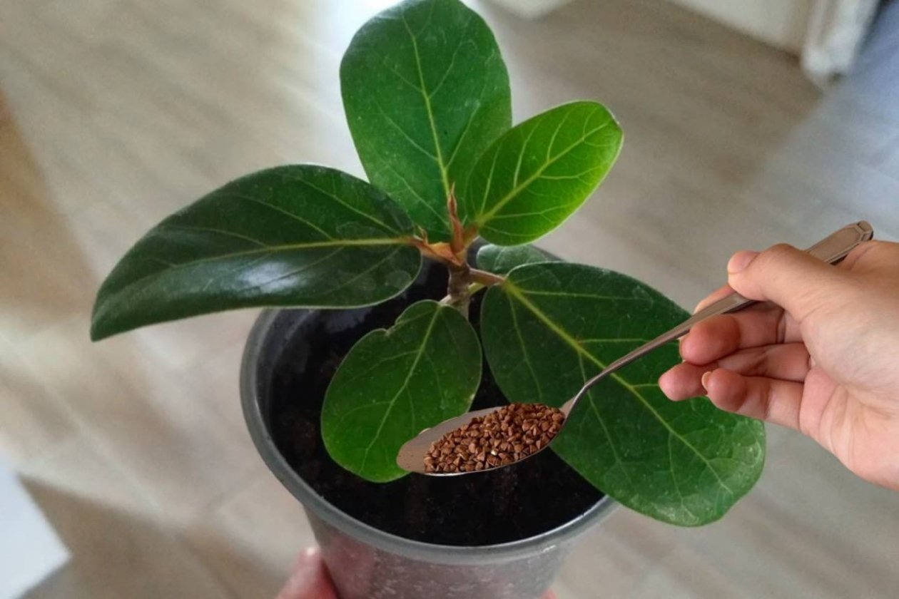 Фикусу обязательно в январе: 1 ложка на 1 л. теплой воды - и листья мощные, сочные и упругие ИА Stavropol.Media