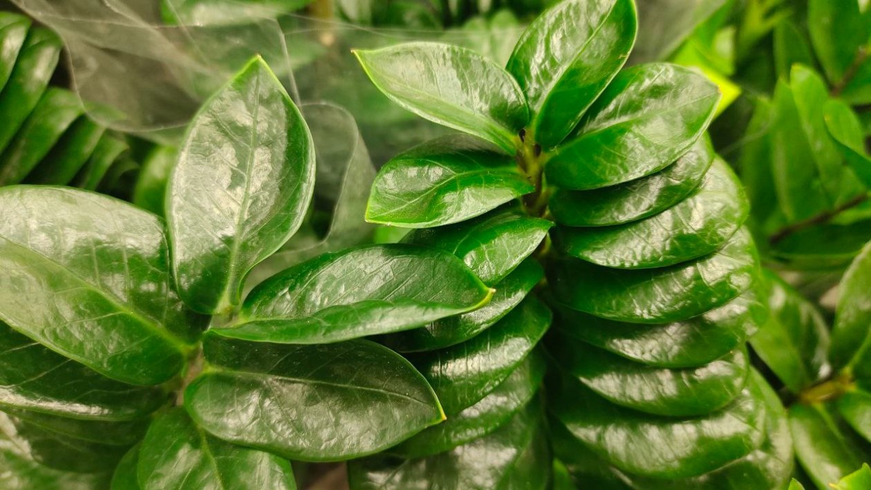  ИА SevastopolMedia