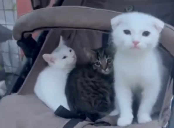 О выброшенных на улицу в Сочельник котятах рассказали зоозащитники в Ставрополе Соцсети фонда помощи животным &quotКовчег&quot