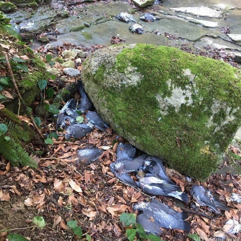 Массовую гибель диких голубей зафиксировали на Кубани Соцсети