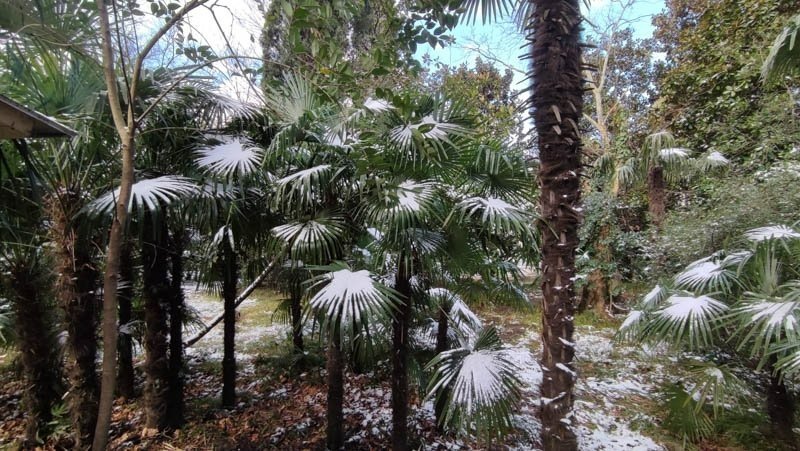 Непогода в Сочи принесет дождь, мокрый снег и метель Юлия Кучинина