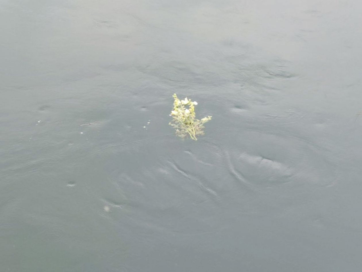 На загрязнение реки Бугунта пожаловались губернатору жители Ставрополья ИА Stavropol.Media